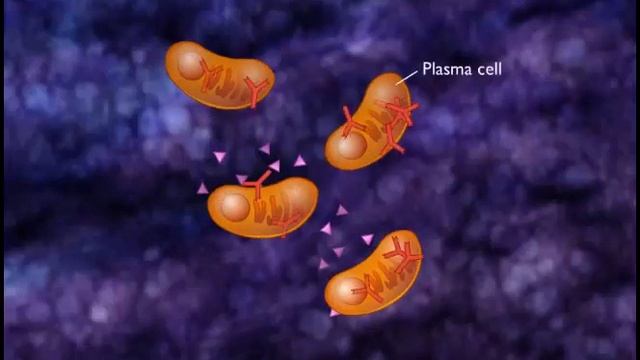 ige mediated type i hypersensitivity смотреть онлайн