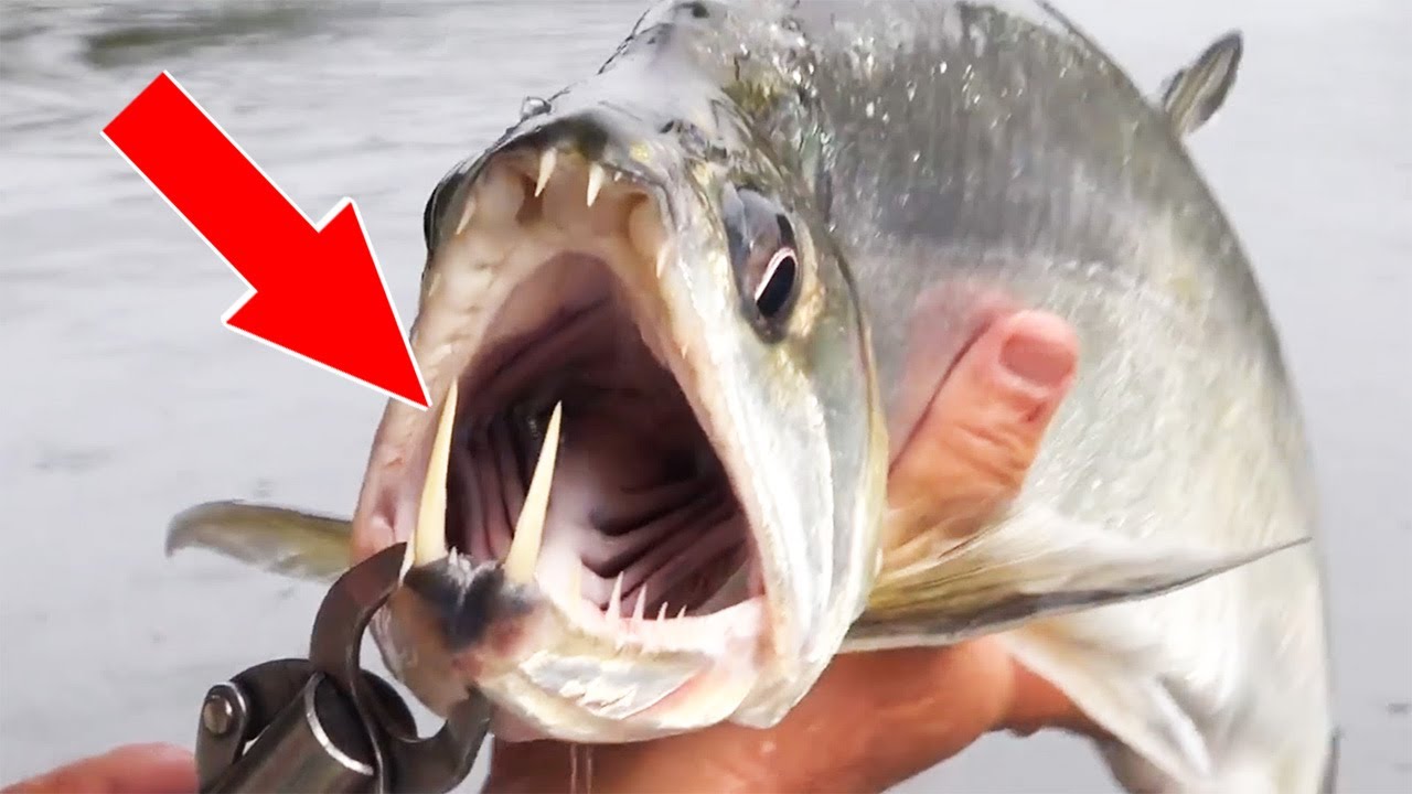 ? 5 Реальных животных-вампиров. смотреть онлайн