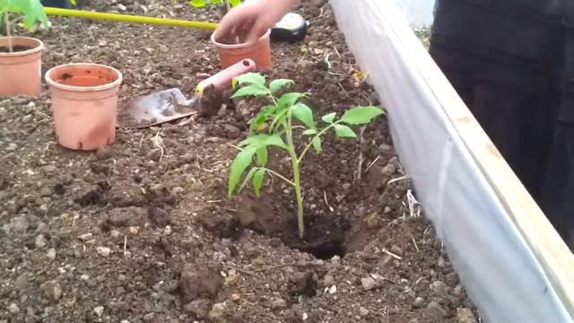 На огороде у семьи Зиниград