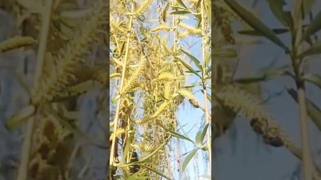 Когда цветет ива? #shorts #пчеловодство #bee смотреть онлайн
