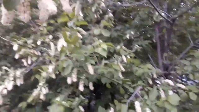 Влог 30 мая 2019 г. После дождя смотреть онлайн