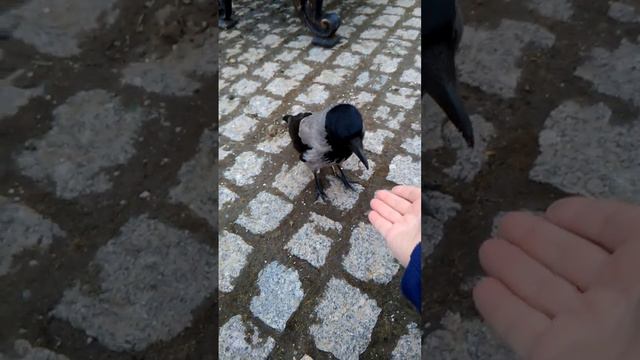Ручная ворона при церкви смотреть онлайн