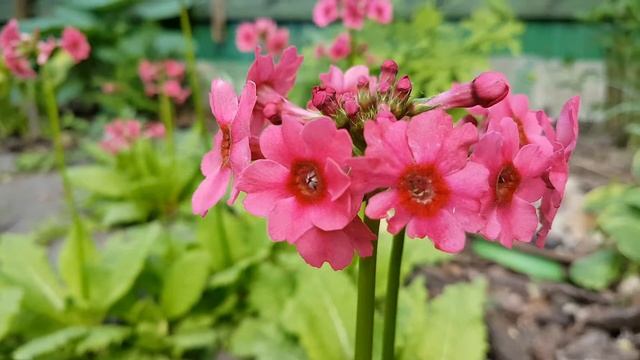 Примула Японская Карминеа (Carminea)