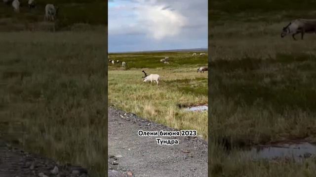 Это стоит увидеть своими глазами #нашипутешествия #воркута #тундра смотреть онлайн