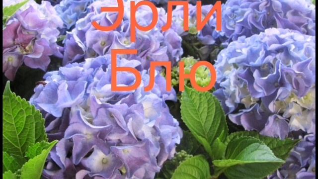 Каталог крупнолистной гортензии на весну 2023года. смотреть онлайн