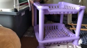 Крыса издаёт звуки при дыхании ?