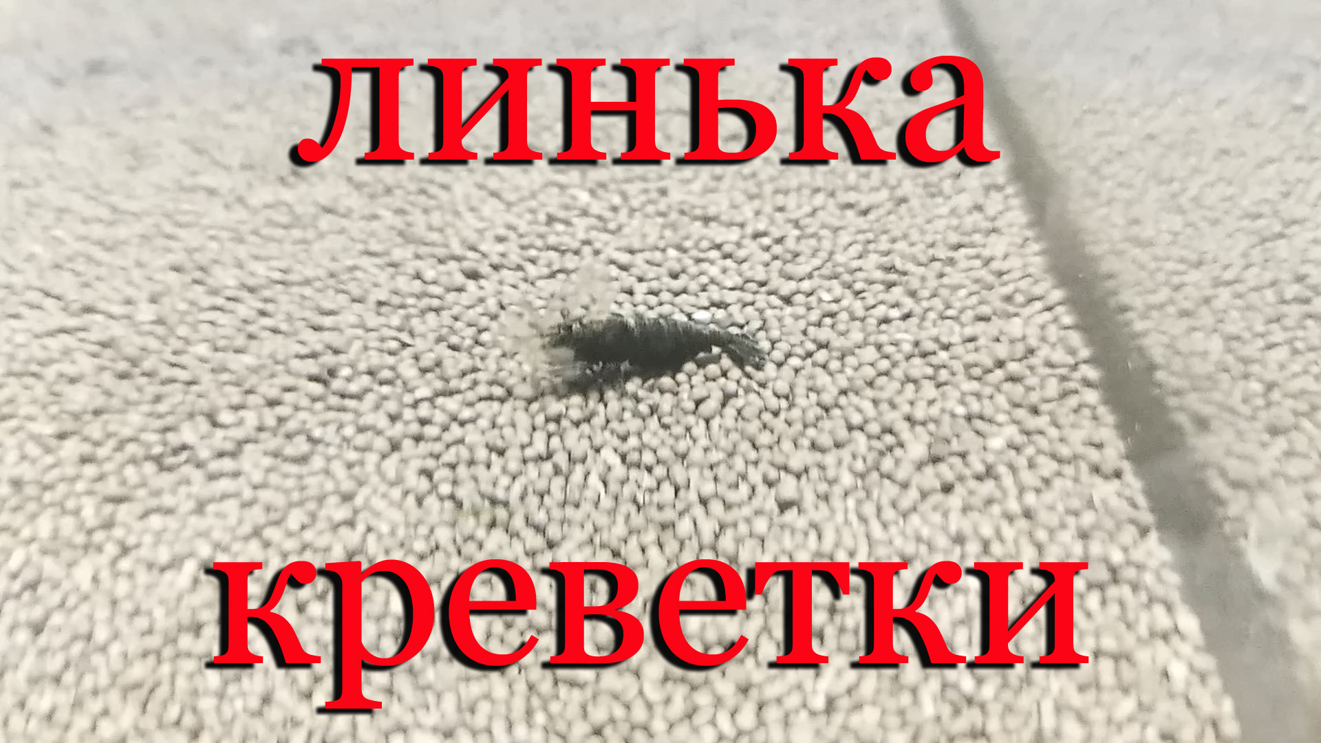 #Линька креветки Зеленый нефрит, Жадэ Экстрим. #Сможет ли выжить и полинять до конца. смотреть онлайн
