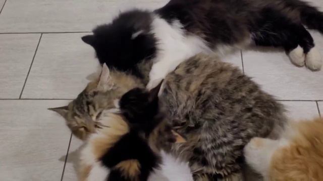 Утренние дела семейства кошачьих... смотреть онлайн