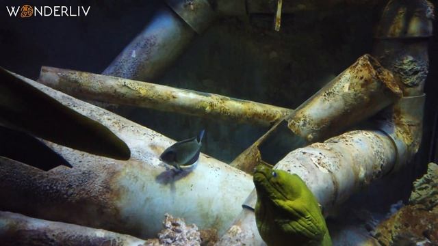Georgia Aquarium Largest aquarium in the world Atlanta 4k Attractions смотреть онлайн