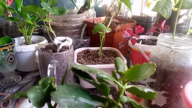 Каланхоэ гүлінің күтімі.Отросткадан көбейту өте оңай ?Үй гүлдерін өсіру ? Гүлдер әлемі. смотреть онлайн