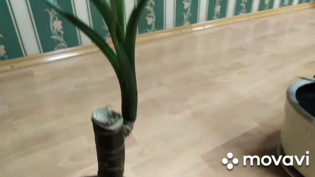 Цветение диффенбахии.Помогите определить растение. смотреть онлайн