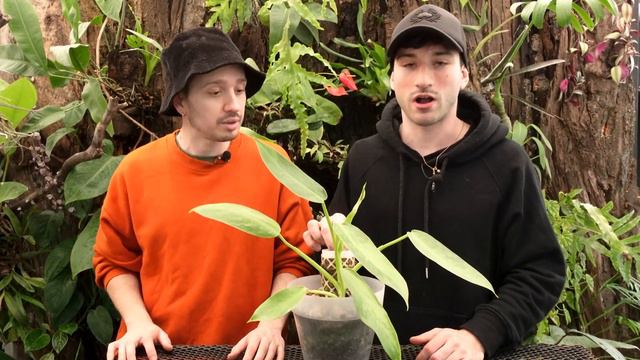 Cuidados del Philodendron Jose Buono, sustrato, riego y todo lo que necesitas saber. смотреть онлайн