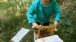 Говорим про нуклеусы. Универсальные нуклеусы на 8 рутовских рамок, для вывода маток и получения мед