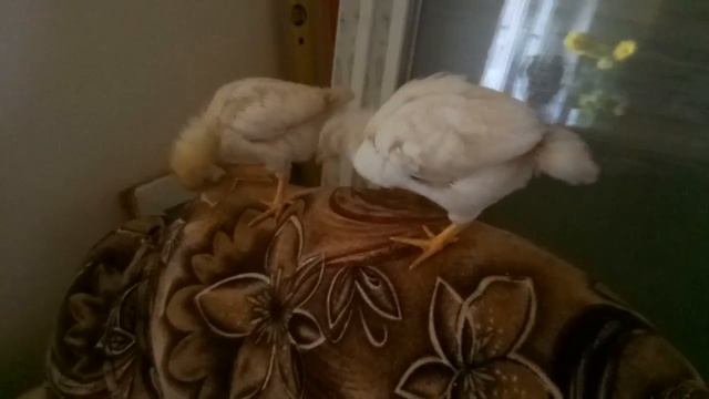 Лето/Кролики/Цыплята/Дача смотреть онлайн