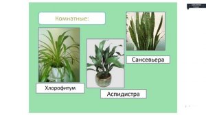 Биология - 6 класс - Однодольные  Семейство Лилейные