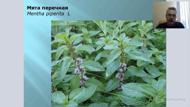 «Выгодный вебинар». Травяные чаи ALTAI HERBAL COLLECTION смотреть онлайн