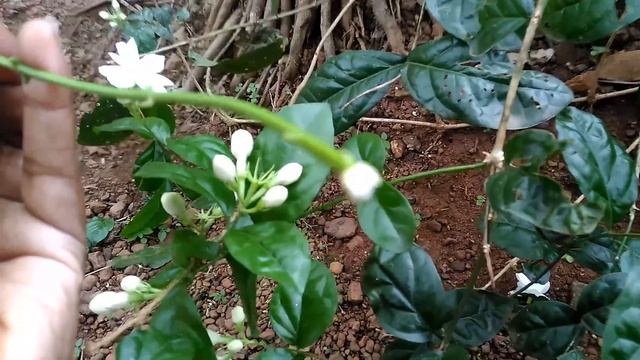 Jasmine plant care in Malayalam/Arabian jasmine /അടുക്ക് മുല്ല смотреть онлайн