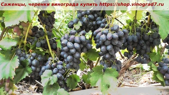 Пузенко Наталья Лариасовна, виноград для всех