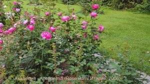 Видео обзор розы Академия - Accademia.(Rose Barni Италия, 2006)