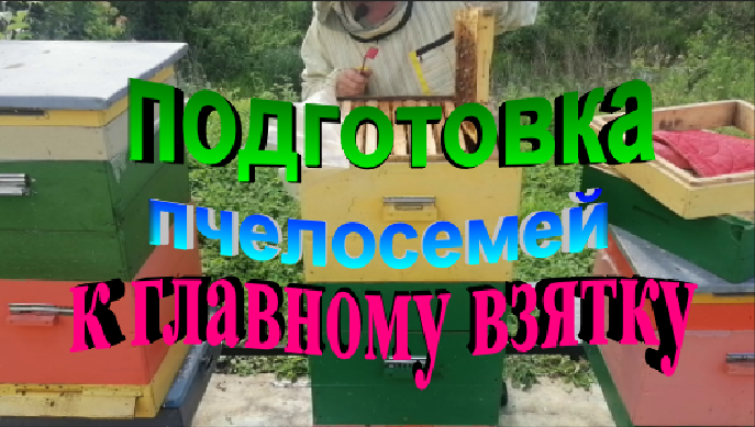 Подготовка пчелосемей к главному взятку смотреть онлайн