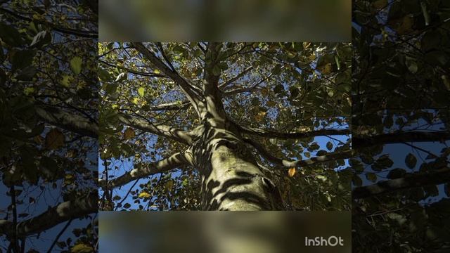 Я иду по лесной тропинке... смотреть онлайн