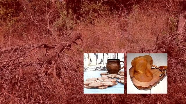 Можжевельники Крыма смотреть онлайн