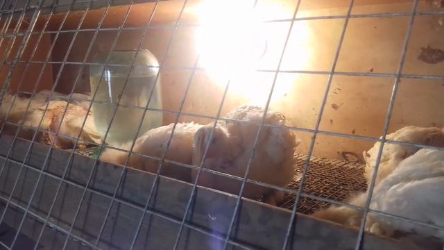 ВЫРАЩИВАНИЕ БРОЙЛЕРОВ 🐣 БЕЗ АНТИБИОТИКОВ🐥