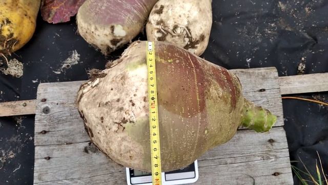 кормовые корнеплоды. куузику, ч.2 смотреть онлайн