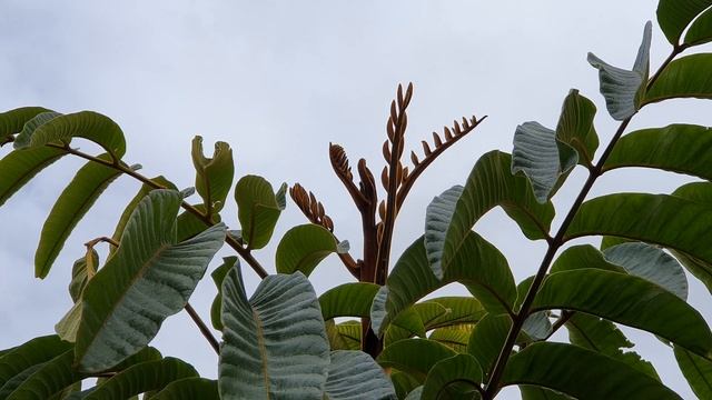 How I Pruned My 8 yo POMELO Tree смотреть онлайн