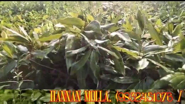NURSERY LITCHI PLANT || IMRAN NURSERY || KOLKATA || NORTH 24 PARGANAS смотреть онлайн