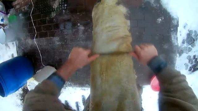 Выделка барана в домашних условиях-мездрение, пикель. смотреть онлайн