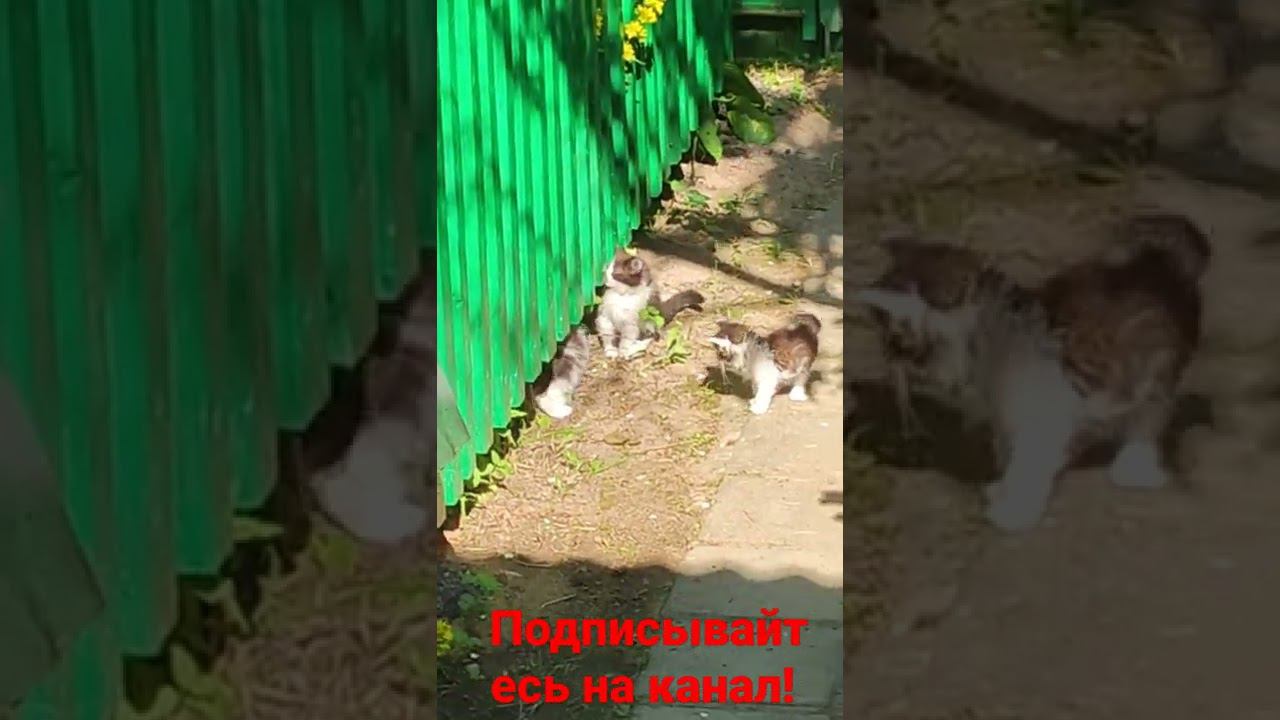 игра братьев! смотреть онлайн