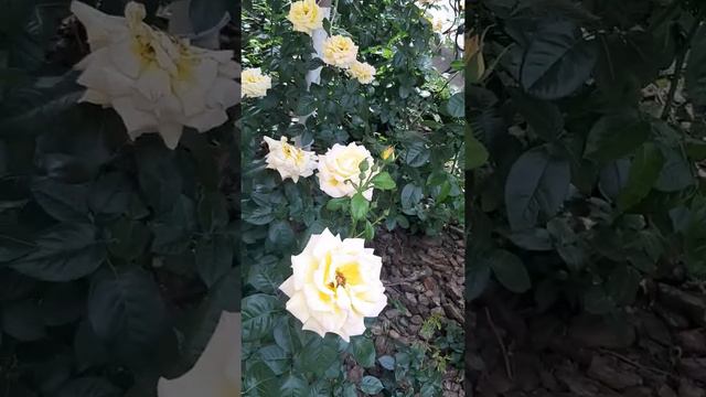 розовый рай🌹 смотреть онлайн