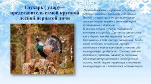 «Зимующие птицы Якутии» медиаурок для детей