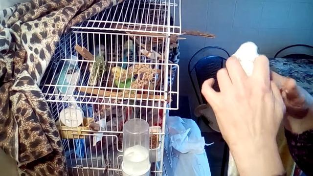 Продолжение темы как давать попугайчикам кашу из шприца на примере попугайчиков разного размера смотреть онлайн