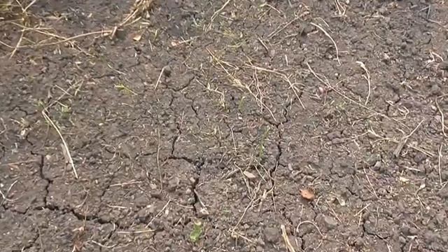 Летний посев укропа дал всходы смотреть онлайн