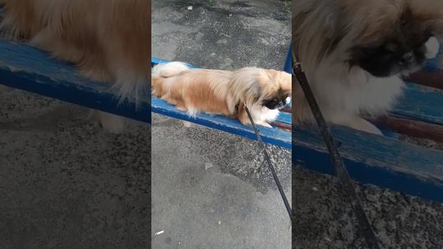 пекинес ждёт хозяина !)) смотреть онлайн