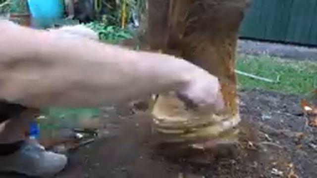 How to Fibre Strip a Trachycarpus Fortunei Palm Tree Trunk смотреть онлайн
