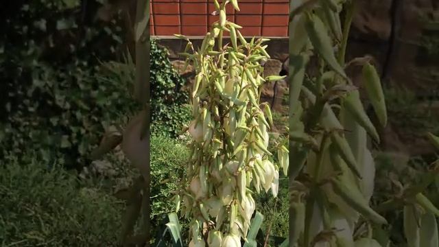 Как цветёт Юкка