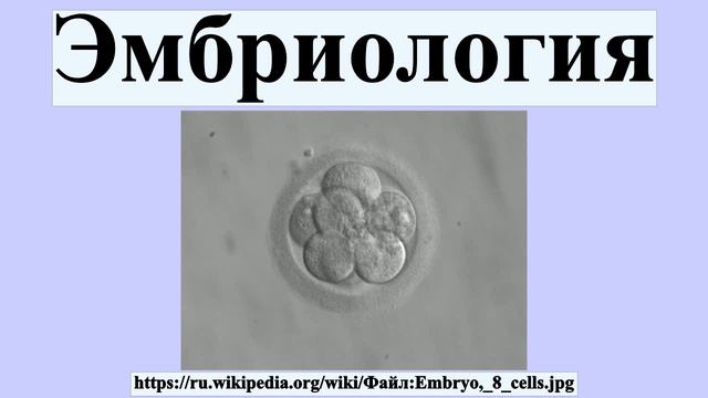 Эмбриология смотреть онлайн