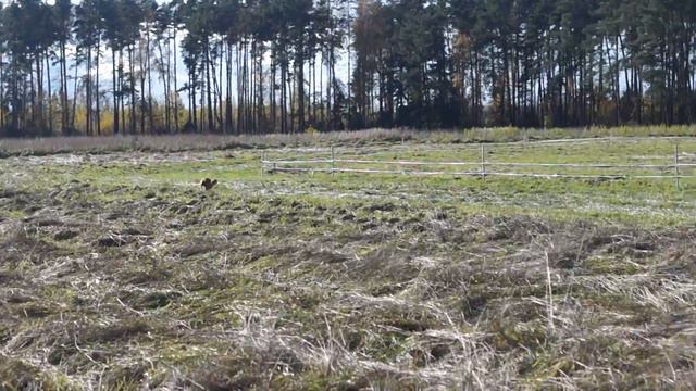 Уиппет Ева (Last Unicorn). Training in Noviy Milet, 16.10.2016 смотреть онлайн