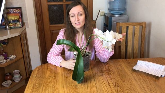 Замер ЦВЕТОНОС ОРХИДЕИ. Почему и ЧТО ДЕЛАТЬ. смотреть онлайн