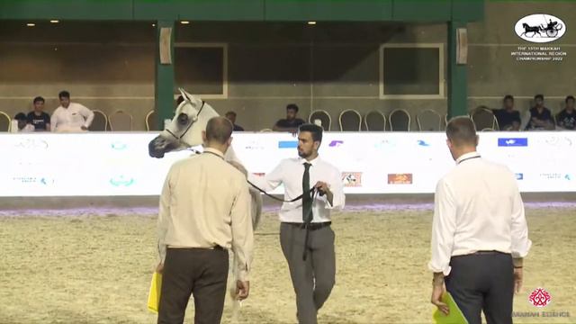 N 99 HARIR BU THAILA The 13th Makkah International Region Championship Mares 4 6 Years Old Clas смотреть онлайн