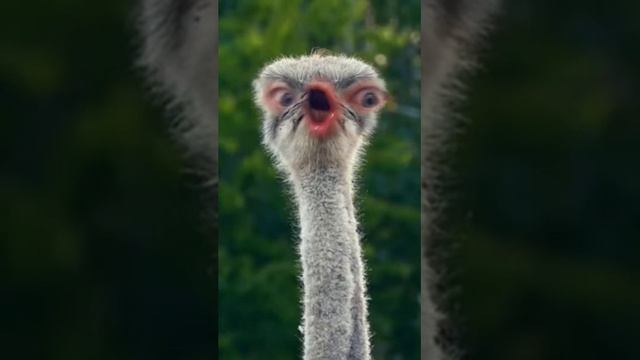 Смешной страус по имени кока(басков отдыхает)ржака смотреть онлайн