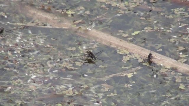Water Striders (Gerridae: Gerris) Mating смотреть онлайн
