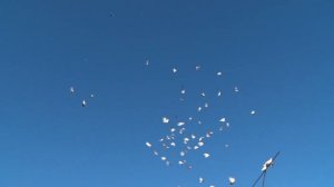 Голуби - Бакинские чёрные шейки