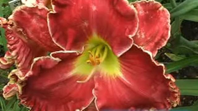 лилейник Daylily RUBY RIDGE.mpg