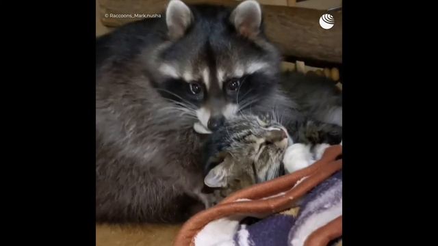 Кот собака и енот смотреть онлайн