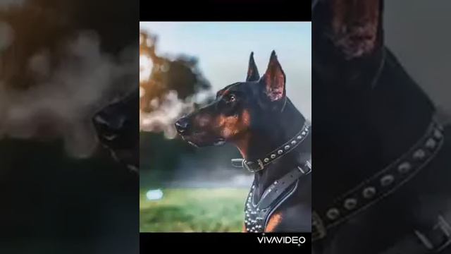 Эдит #Немецкая овчарка#доберман#питбуль смотреть онлайн
