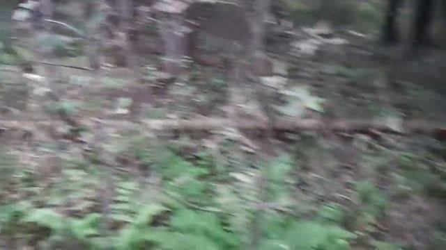 Едем в лес на мотоблоке за грибами смотреть онлайн